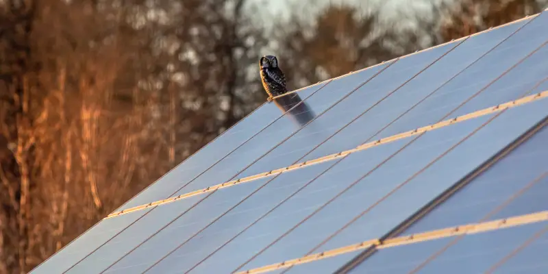 An owl sitting on a solar array at dusk.