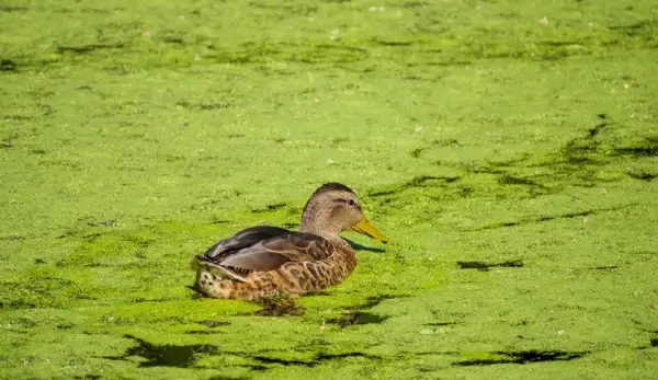 Algal bloom in a river