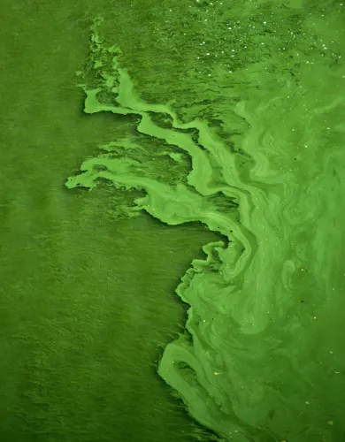 Algal bloom